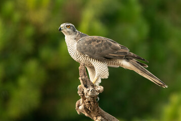Adult female Northern goshawk at his favorite perch in the last light of day in an oak forest