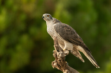Adult female Northern goshawk in her favorite watchtower in a pine forest