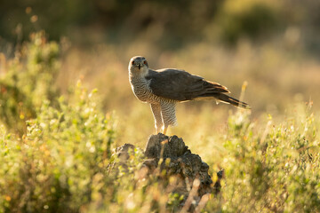 Adult male Northern goshawk in an oak and pine forest with the last lights of the afternoon