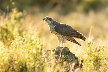 Adult male Northern goshawk in an oak and pine forest with the last lights of the afternoon