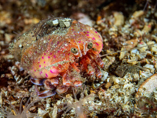 Close up of a hermit crab
