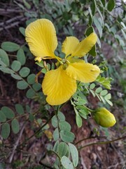 yellow petals green leaves flowers