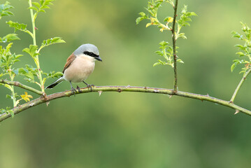 Obraz premium Red-backed shrike male with the first light of dawn in his breeding territory