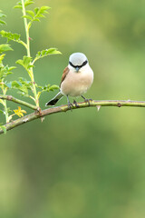 Obraz premium Red-backed shrike male with the first light of dawn in his breeding territory
