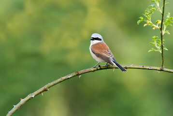 Male Red-backed shrike at her favorite watchtower within her breeding territory with the first light of dawn