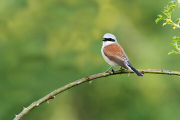 Adult male Red-backed shrike in its breeding territory with the first light of dawn