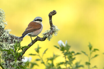 Male Red-backed shrike at her favorite watchtower within her breeding territory with the first light of dawn