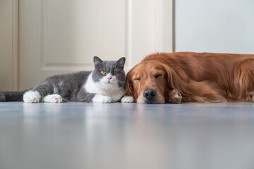 Golden Retriever and British Shorthair get close