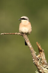 Male Red-backed shrike at her favorite watchtower within her breeding territory with the first light of dawn