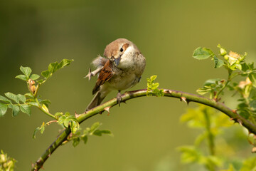 Red-backed shrike female with last daylight on her favorite perch