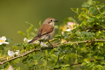 Female Red-backed shrike at her favorite watchtower within her breeding territory with the first light of dawn