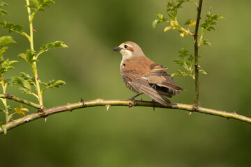 Fototapeta premium Red-backed shrike female with last daylight on her favorite perch
