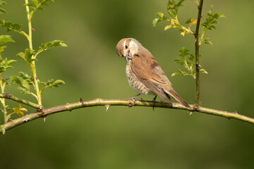 Fototapeta premium Female Red-backed shrike at her favorite watchtower within her breeding territory with the first light of dawn