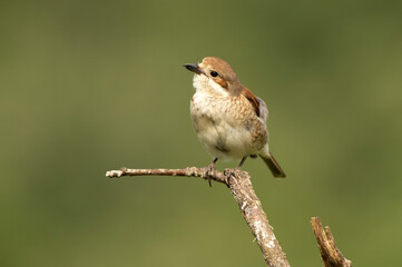 Female Red-backed shrike at her favorite watchtower within her breeding territory with the first light of dawn