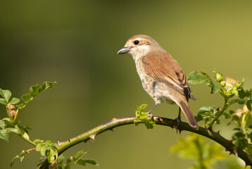 Female Red-backed shrike at her favorite watchtower within her breeding territory with the first light of dawn