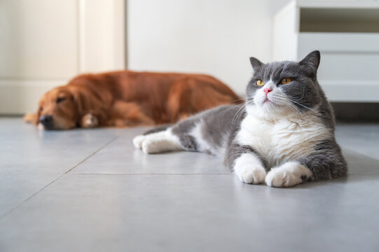 British Shorthair and Golden Retriever