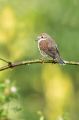 Red-backed shrike female with last daylight on her favorite perch
