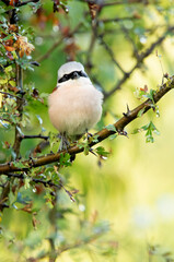 Adult male Red-backed shrike at his favorite watchtower on a rainy day
