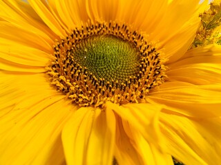close up of sunflower