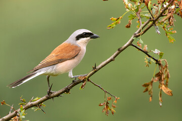 Adult male Red-backed shrike at his favorite watchtower on a rainy day