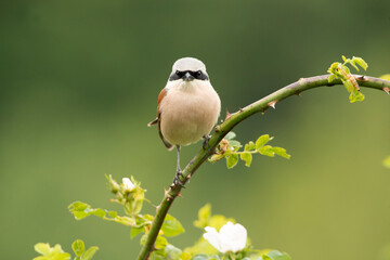 Adult male Red-backed shrike at his favorite watchtower on a rainy day