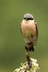 Male Red-backed shrike with the first light of dawn at his favorite watchtower in the breeding season