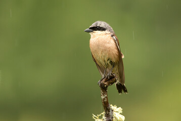 Male Red-backed shrike with the first light of dawn at his favorite watchtower in the breeding season