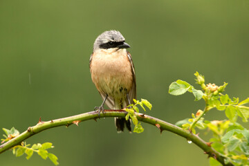 Male Red-backed shrike with the first light of dawn at his favorite watchtower in the breeding season