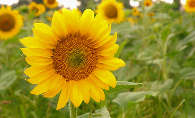 Sunflower flower on a green field in backlight. Yellow Sunflower field.