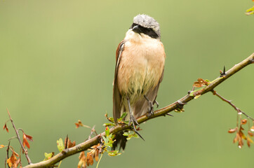 Male Red-backed shrike at her favorite watchtower within her breeding territory with the first light of dawn