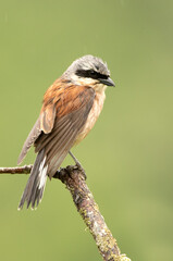 Male Red-backed shrike at her favorite watchtower within her breeding territory with the first light of dawn