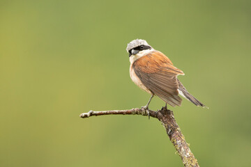 Male Red-backed shrike with the first light of dawn at his favorite watchtower in the breeding season