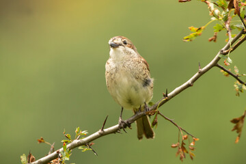 Red-backed shrike female with last daylight on her favorite perch
