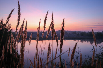 spikelets of herbs at dawn