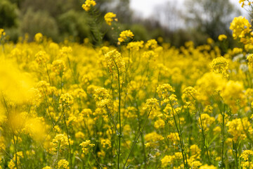field of yellow flowers