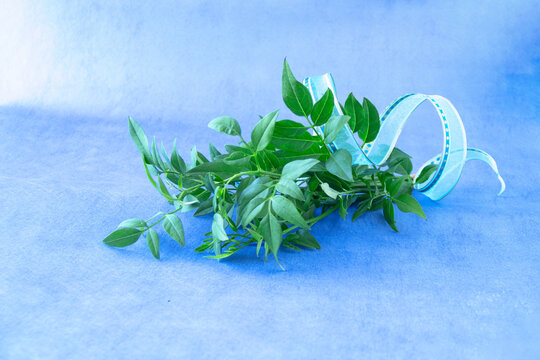 Jasminum Grandiflorum Images Browse 102 Stock Photos Vectors And Video Adobe Stock