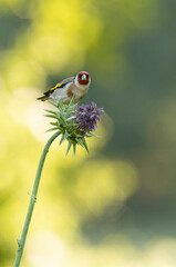 European goldfinch on a thistle flower with the last lights of day