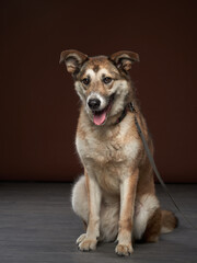 mixed breed dog on brown background. Pet in the photo studio. 