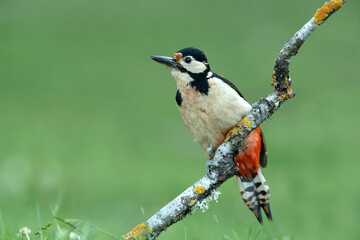 Adult female Great spotted woodpecker in the last afternoon lights of a summer day in an oak forest