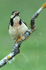 Adult female Great spotted woodpecker in the last afternoon lights of a summer day in an oak forest