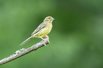 Female Yellowhammer in the last evening lights in an oak forest
