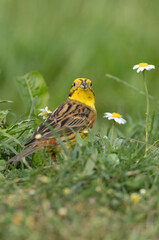 Male Yellowhammer in his breeding territory in the last light of day