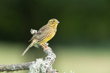 Adult female Yellowhammer with the last evening lights on her favorite perch