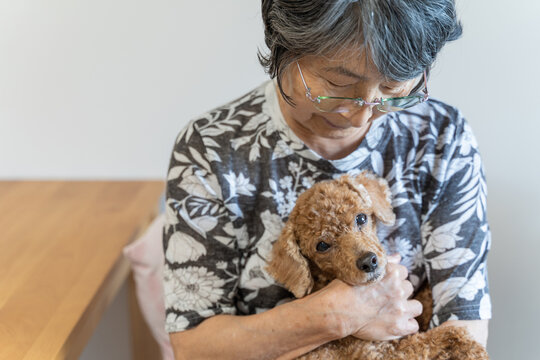 年老いたペット（トイプードル）を抱きかかえてほおずりする日本のシニア女性