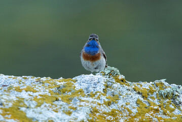 Male Bluethroat in the breeding season with the first light of dawn on a rock in its territory