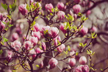 Obraz na płótnie Canvas Magnolia spring flowers