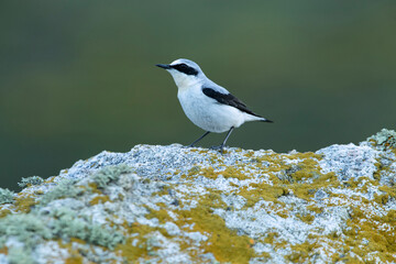 Breeding-season male Northern wheatear with the first light of dawn on his favorite perches on his territory