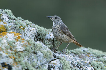 Rufous-tailed rock thrush adult female in early morning light in her breeding territory