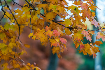 Fototapeta na wymiar Leaves on a treee