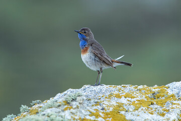 Male Bluethroat in the breeding season with the first light of dawn on a rock in its territory